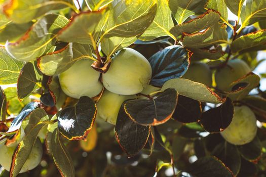 pale persimmon fruit