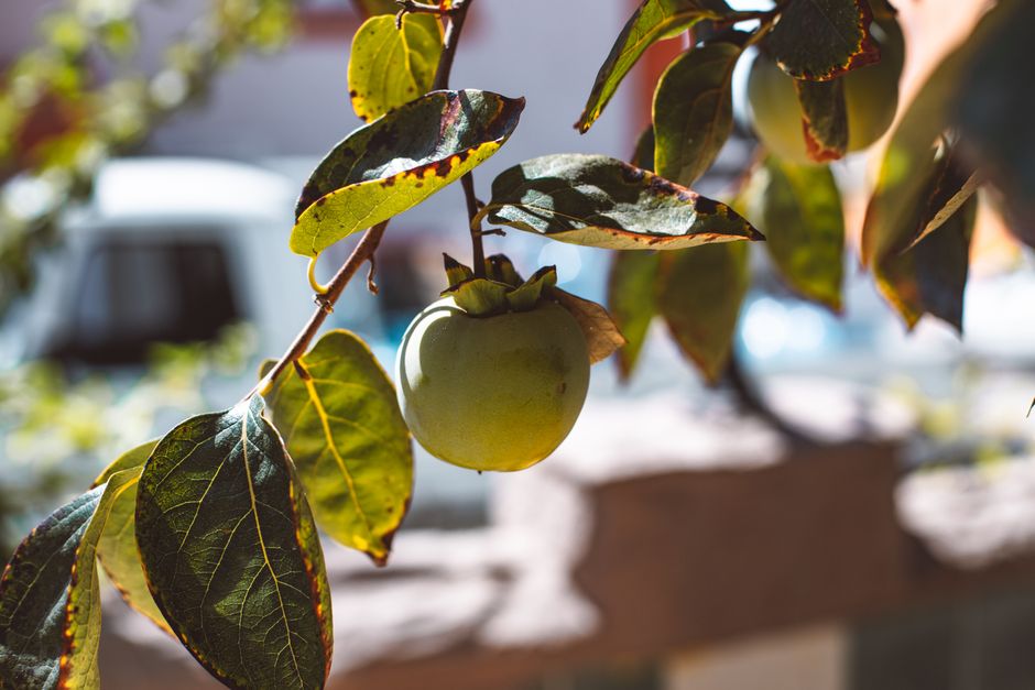 Round tropical fruit on a lush green leafy branch — fruit tree care and pruning in Surrey BC