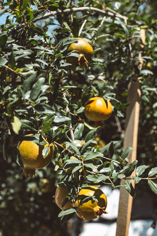 Fotos de stock gratuitas de árbol, Fruta, granadas