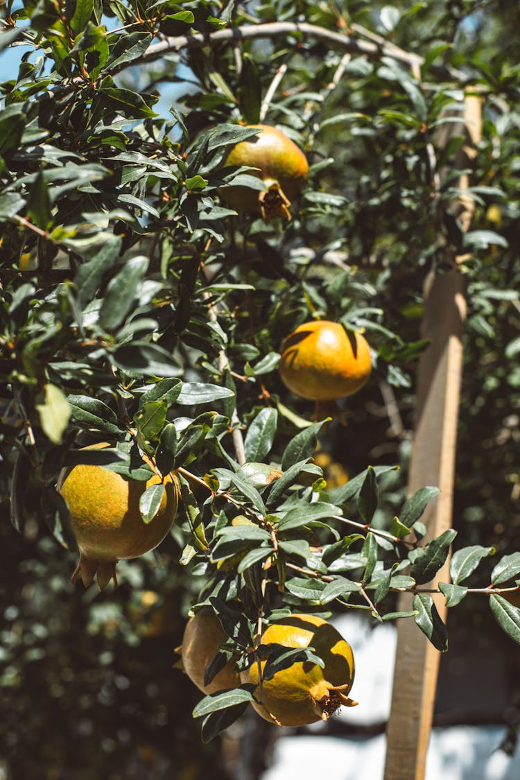 Pomegranate Tree