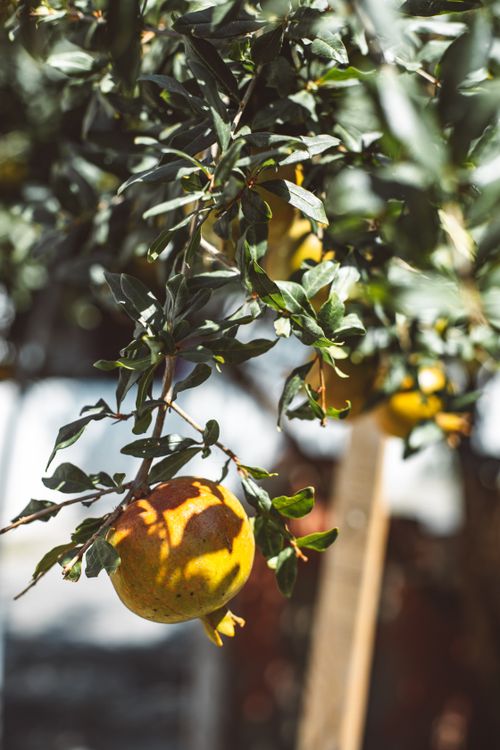 Free Fresh pomegranate hanging from a branch with green leaves in sunlight. Stock Photo