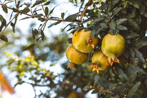 Free Close-up of ripe pomegranates on a tree branch, surrounded by lush green leaves. Stock Photo