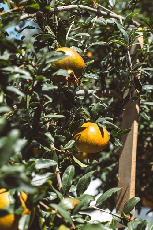Free Sunlit ripe pomegranates hanging on a lush green tree, showcasing natural growth. Stock Photo