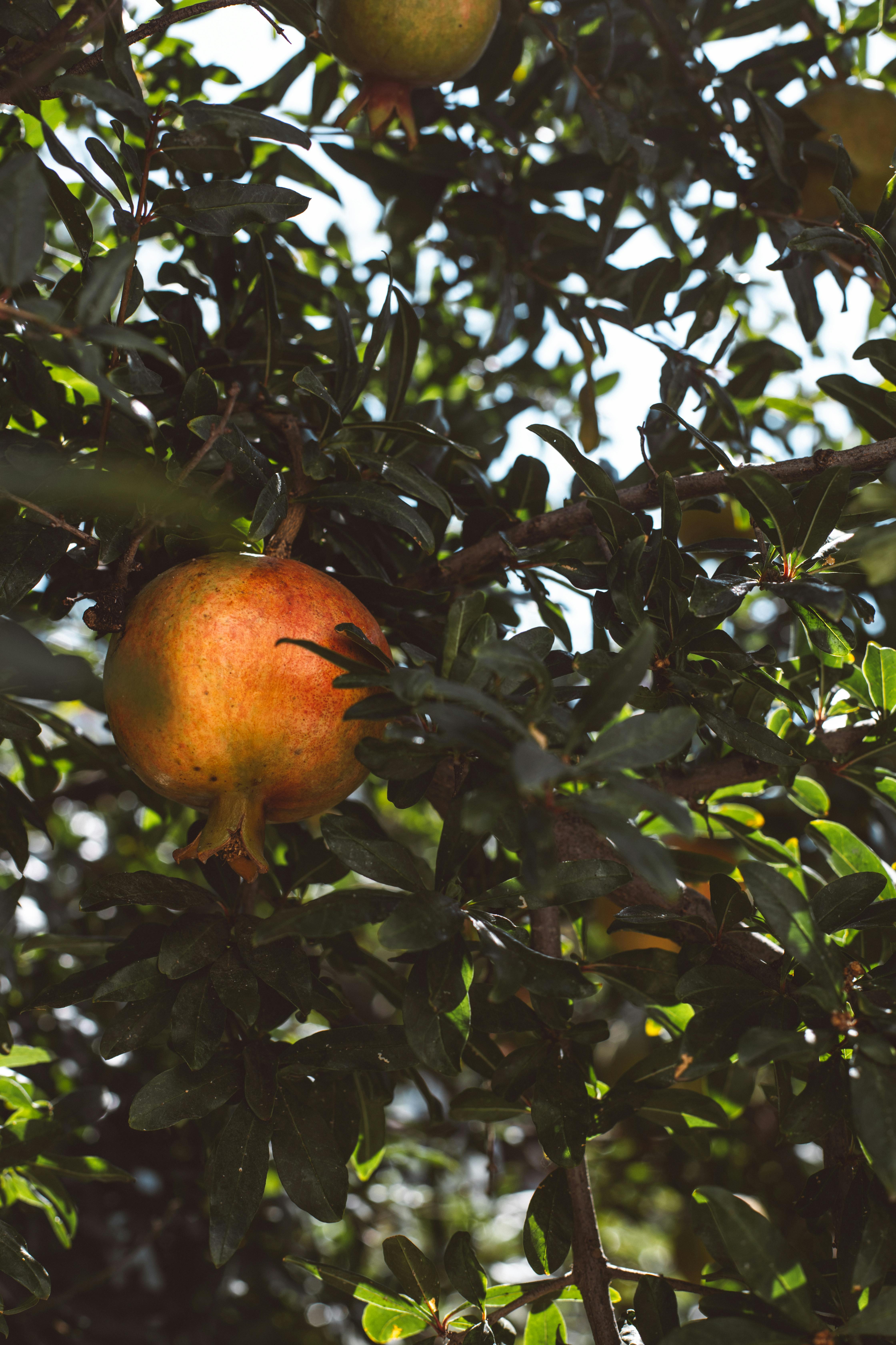 Close-up of a ripe pomegranate hanging amid lush green leaves, captured in natural daylight.