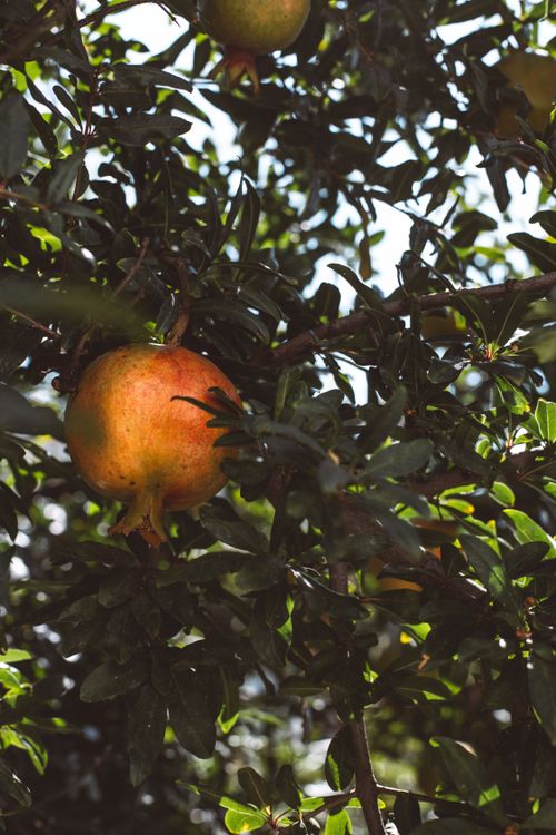 Free Close-up of a ripe pomegranate hanging amid lush green leaves, captured in natural daylight. Stock Photo