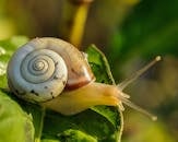 White and Brown Shell Snail on Green Leaf