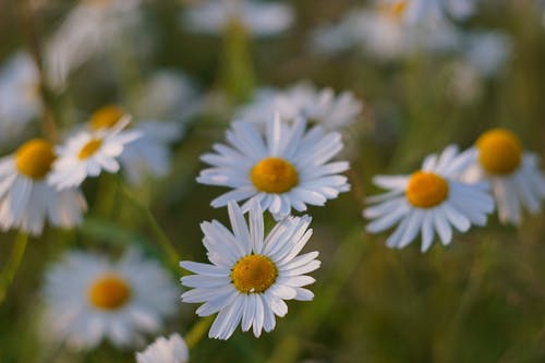 White Daisy Flowers