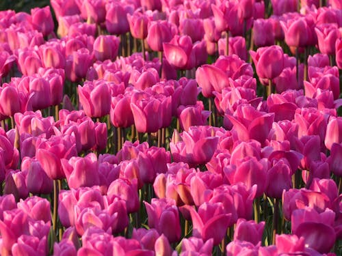 Kostnadsfri bild av blommor, blomning, delikat