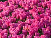 一片盛开着令人惊叹的粉红色郁金香的田野，展现出春天的美丽与花瓣的郁郁葱葱