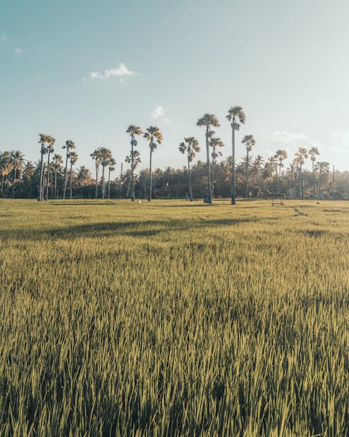 Základová fotografie zdarma na téma kokosové palmy, krajina, modrá obloha