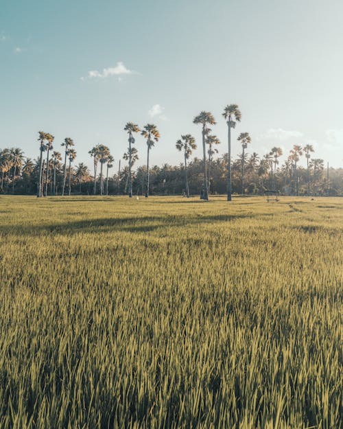 Foto stok gratis agrikultura, lahan pertanian, langit biru