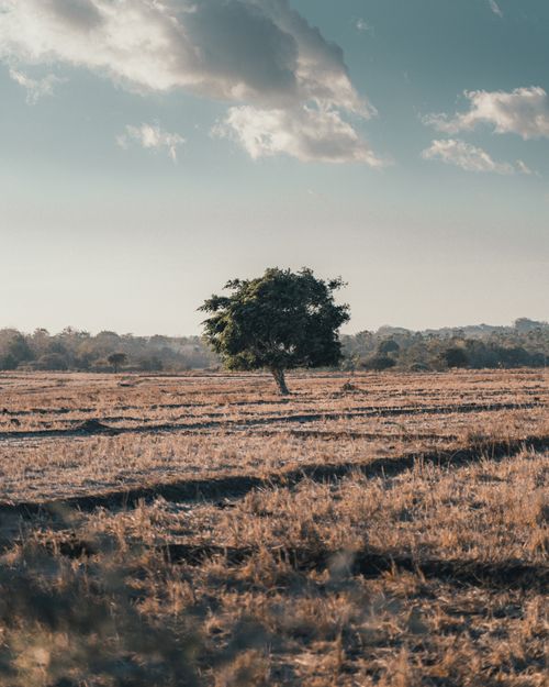 Free Solitary green tree in a dry grassy landscape with white clouds against a clear blue sky. Stock Photo