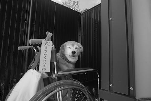 Grayscale Photo of Dog on Wheel Chair