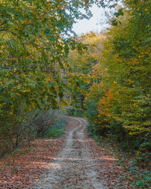 bezplatná Základová fotografie zdarma na téma cesta, les, podzim Základová fotografie