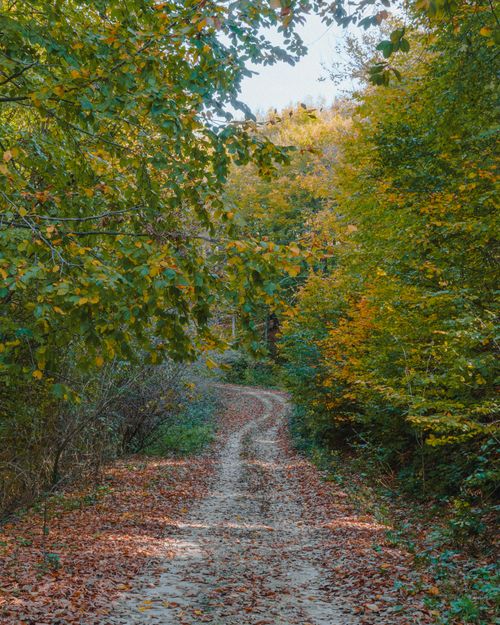 Free A serene forest trail covered in fallen leaves, showcasing vibrant autumn colors. Stock Photo