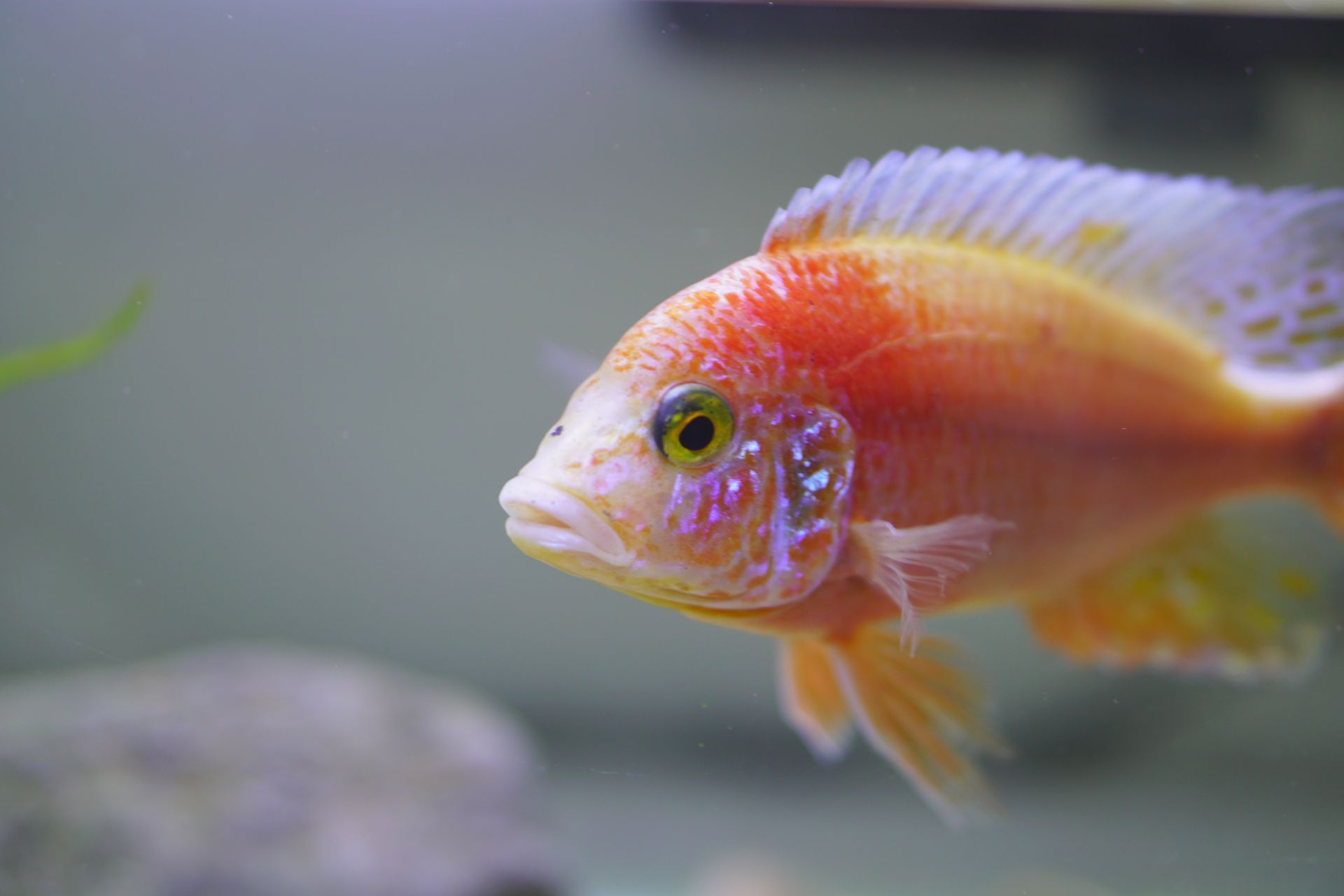 Close-up of a colorful cichlid fish swimming in an aquarium with a blurred backdrop.