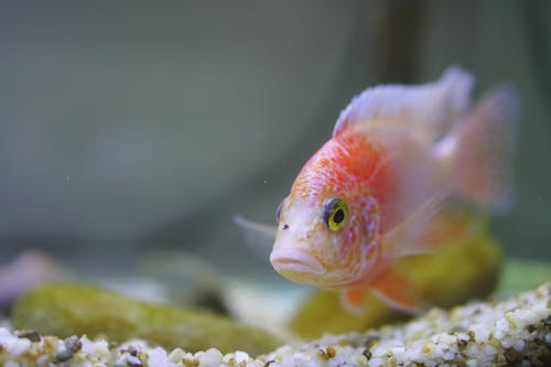 Fotos de stock gratuitas de agua, animal, bajo el agua