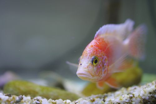 Free Vibrant fish swimming underwater, showcasing intricate patterns in an aquarium. Stock Photo