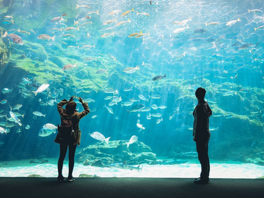 Illustratioun vun engem ëffentlechen Aquarium