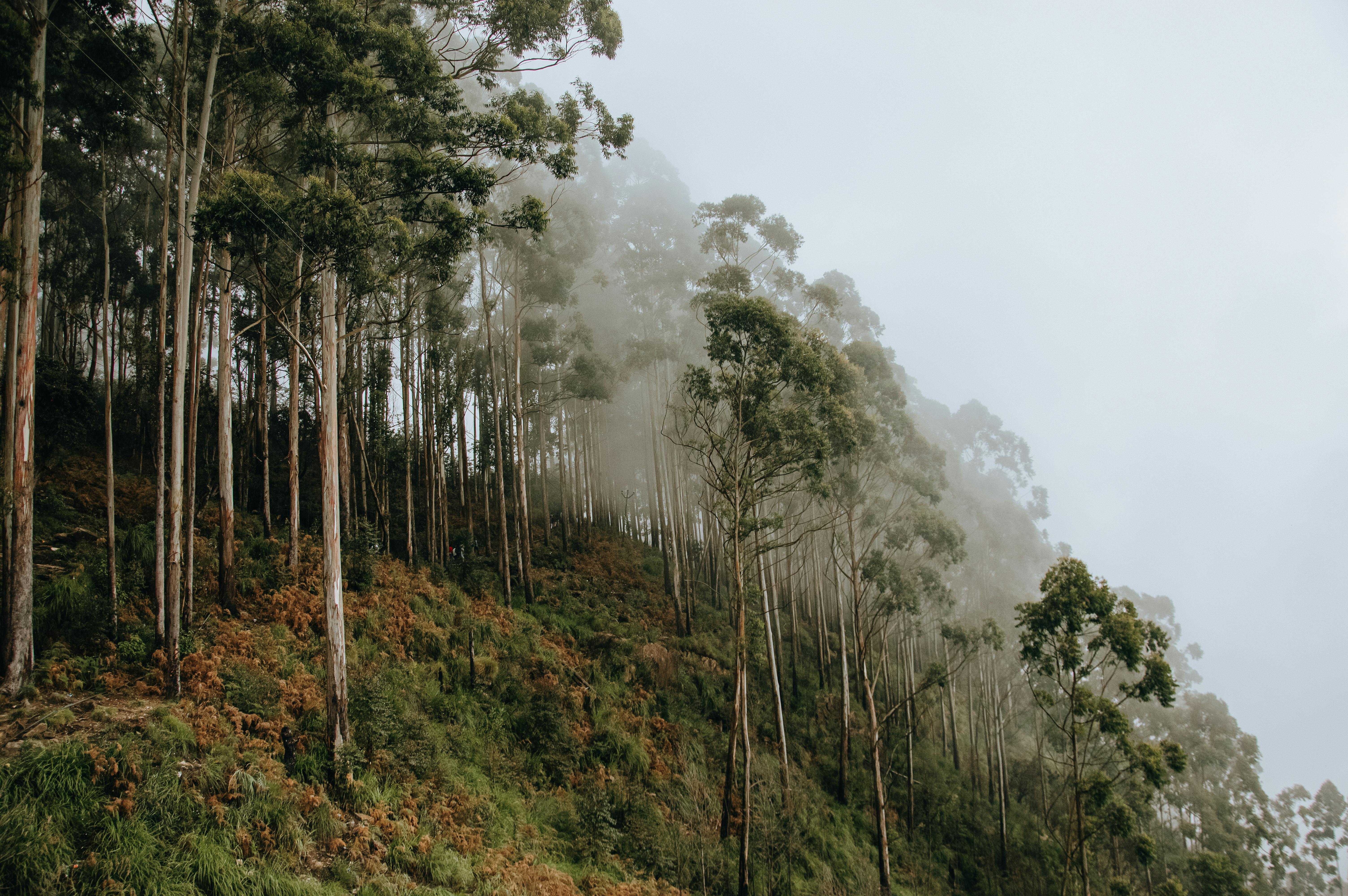 Serene forest with tall trees enveloped in mist under a foggy sky.