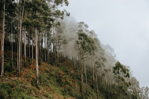 Fotobanka s bezplatnými fotkami na tému dažďový prales, exteriéry, fotografia prírody