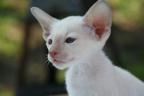 Foto Der Weißen Katze