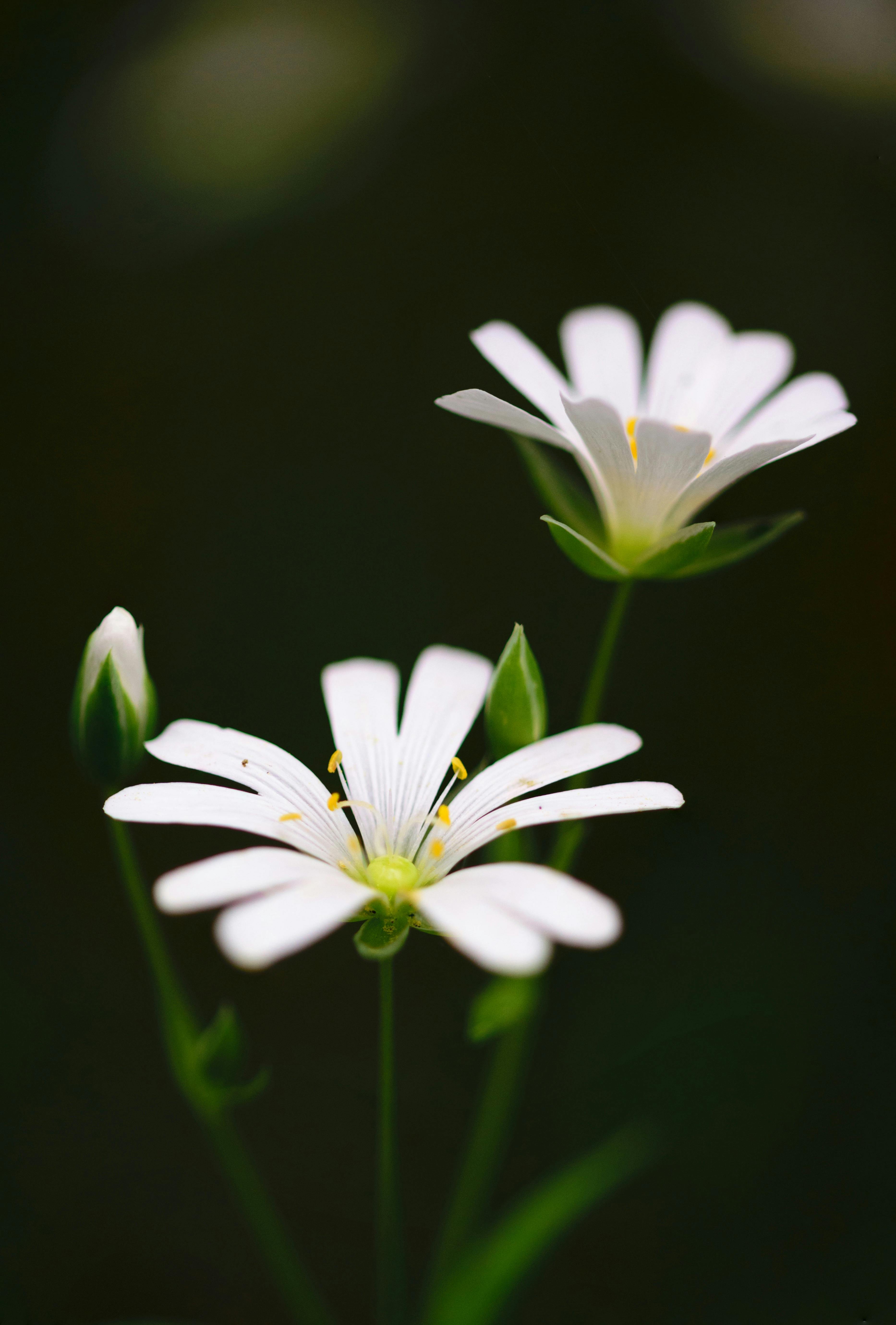 A close up of a white flower on a white background photo – Free Flower  Image on Unsplash