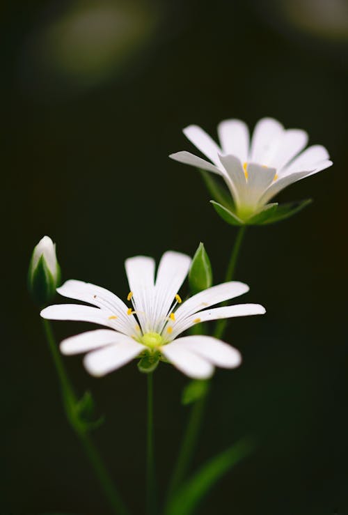 бесплатная Селективная фокусировка белого цветка с лепестками Стоковое фото