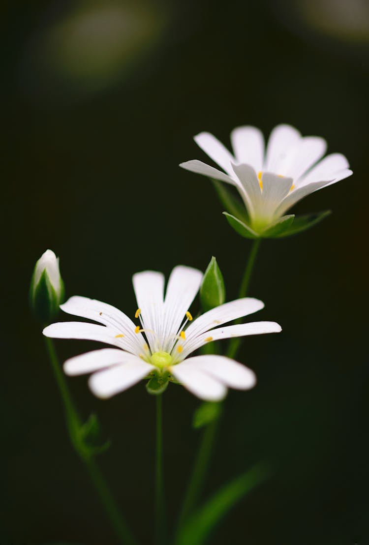 Selective Focus Photography Of White Petaled Flower