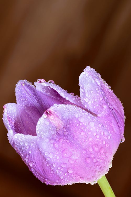 Неглубокая фотография влажного фиолетового цветка