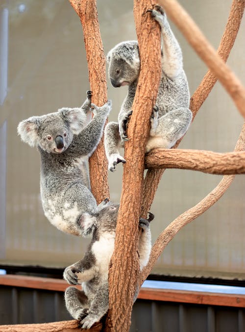 Koala Bears on Brown Tree Branch