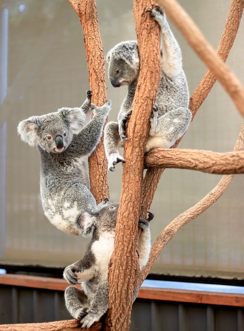 Free Three koalas climbing on trees in a wildlife sanctuary enclosure. Stock Photo
