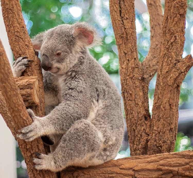 A Koala On A Tree 