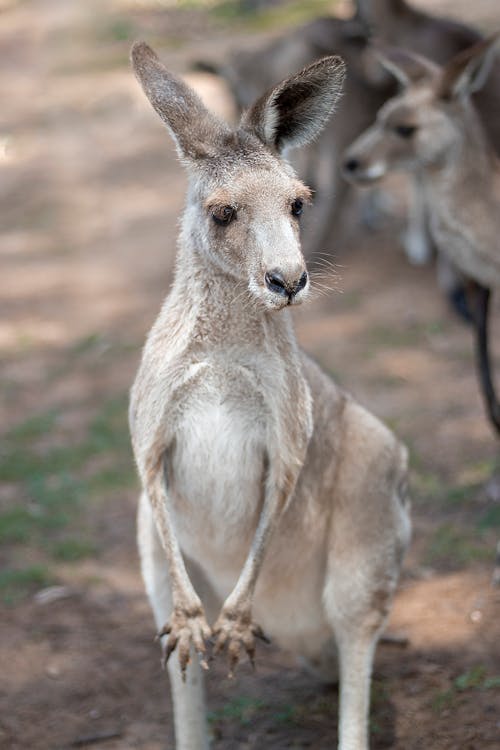 Foto stok gratis berkantung, fotografi binatang, kanguru