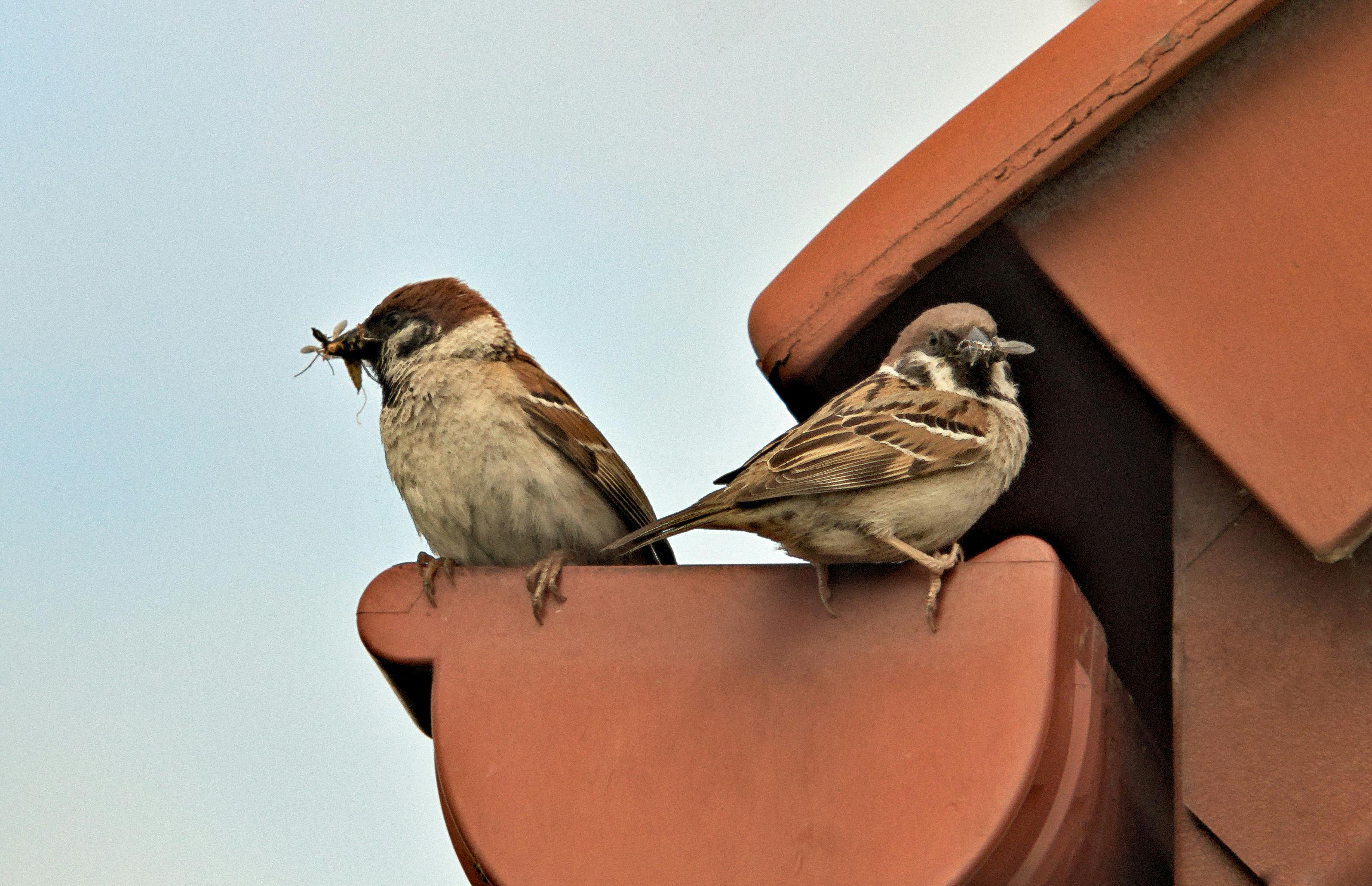 Foto Stok Gratis Tentang Alam Berburu Burung Pipit