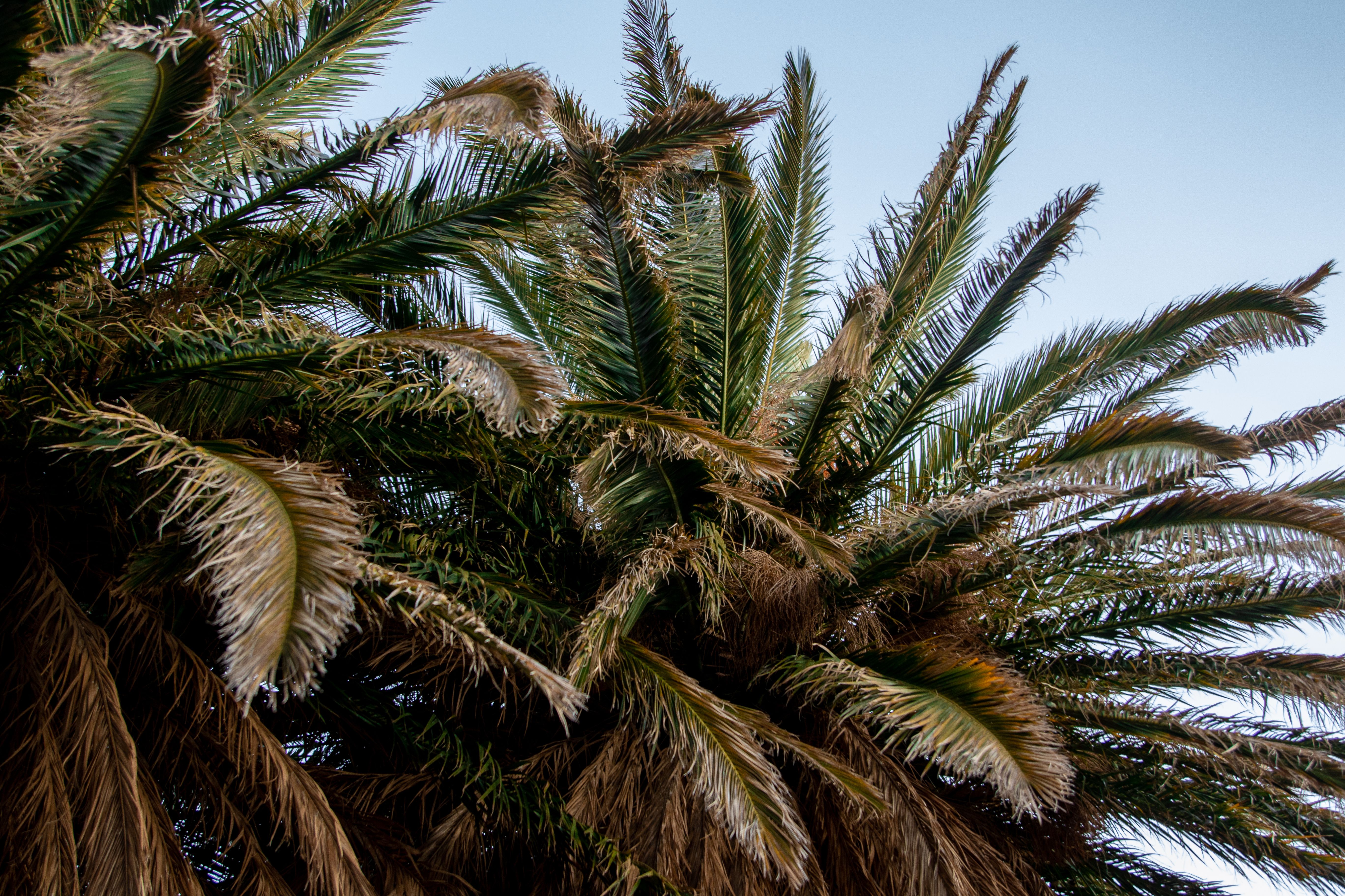 Vibrant palm tree fronds stretch towards a clear blue sky, showcasing tropical nature beauty.