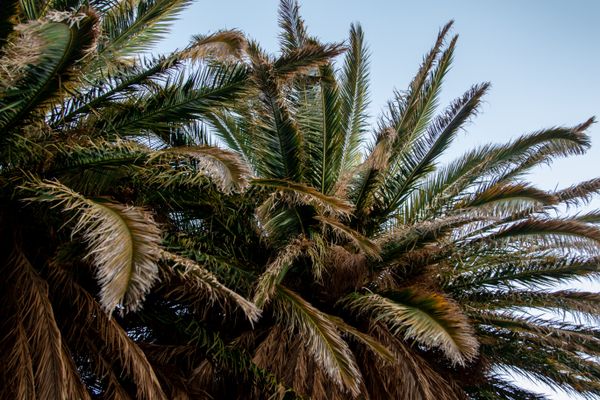 Palm fronds against a clear blue sky — photo by Magda Ehlers on Pexels