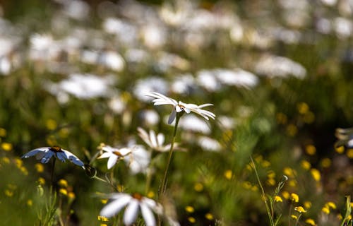 Gratis stockfoto met bloeien, bloem fotografie, bloemen