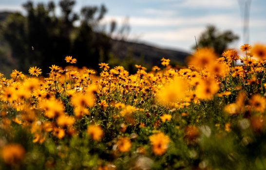 Stunning close-up of yellow wildflowers in full bloom with depth of field in a South African landscape.