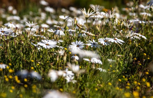 Gratis stockfoto met bloeien, bloem fotografie, bloemen