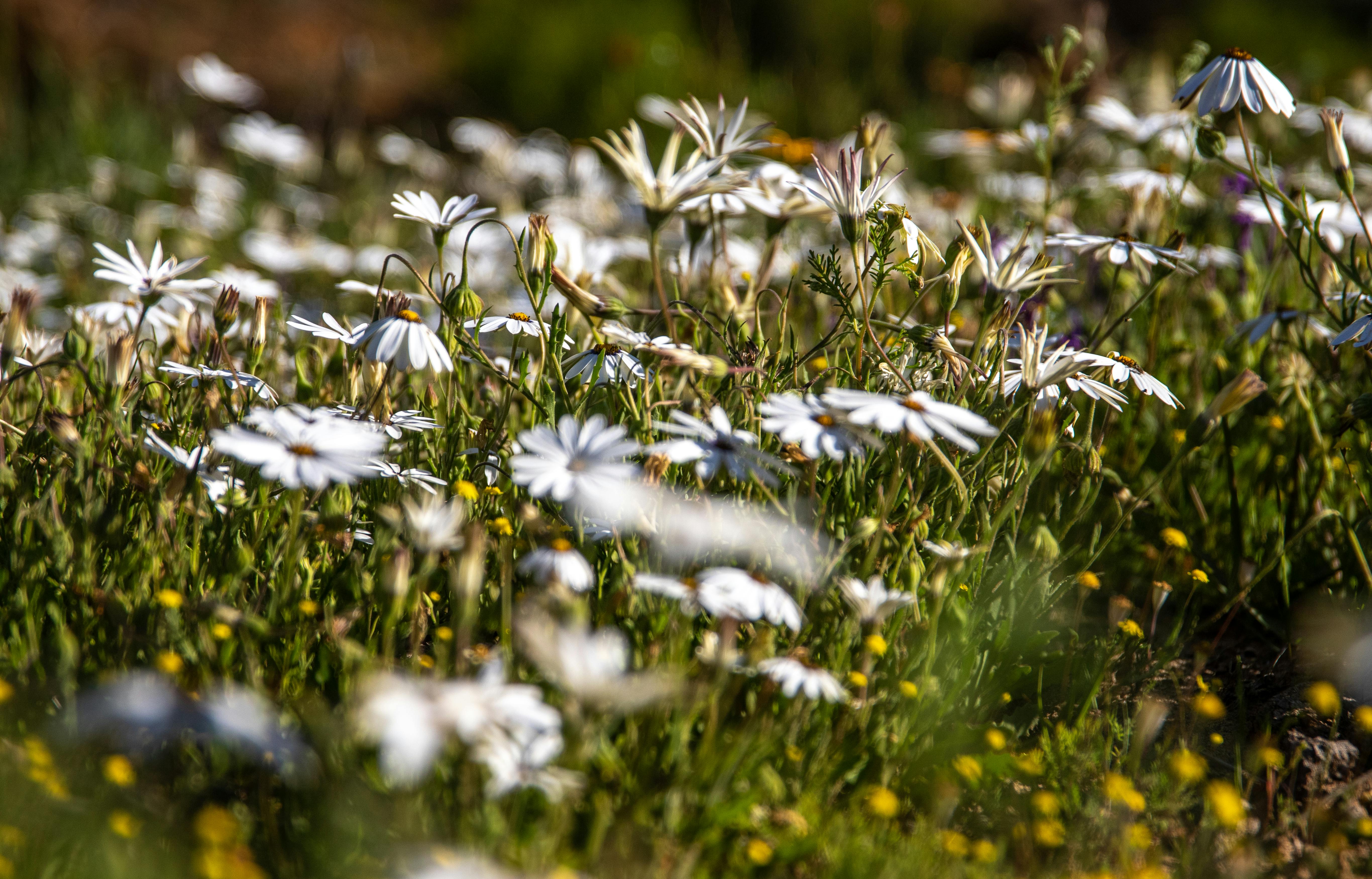 Close-up of white daisies blooming in a sunny South African field, capturing the essence of spring.
