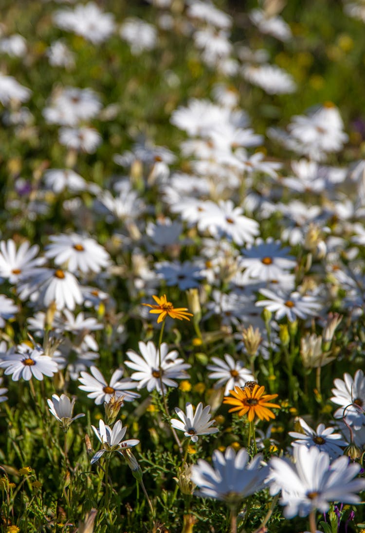 White And Orange Daisies 