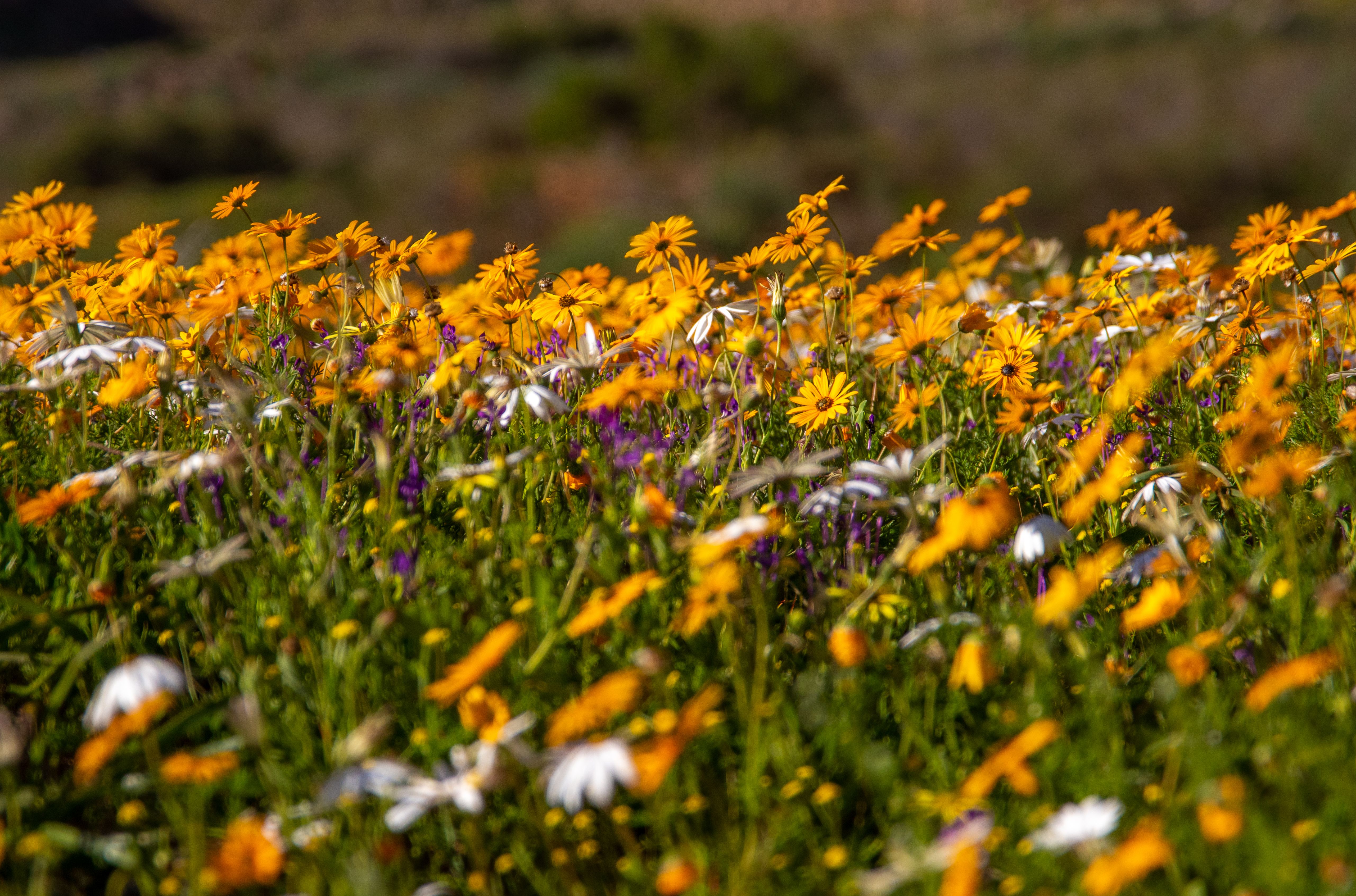Field of White, Yellow and Purple Flowers · Free Stock Photo
