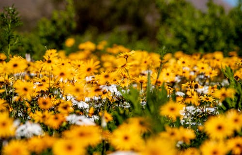 Gratis stockfoto met bloeien, bloem fotografie, bloemen