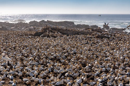 Flock of Birds Perched on Rocky Shore
