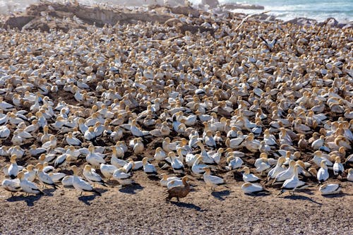 Flock of Yellowish Head Birds on Brown Sand