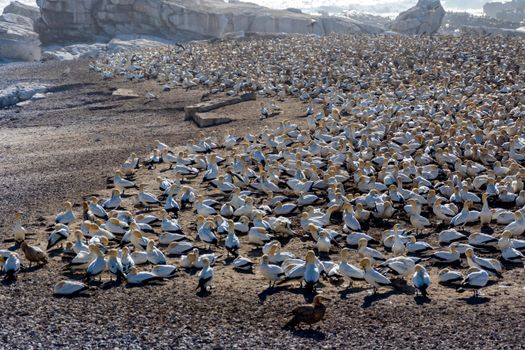 Flock of Birds on Brown Sand