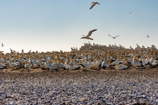 Flock of Birds on Brown Sand