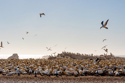 塘鵝, 天性, 岸邊 的 免費圖庫相片