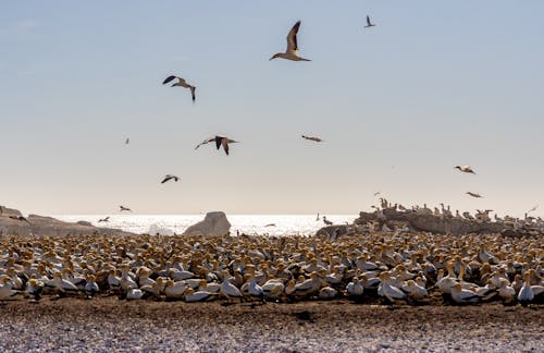 免费 塘鹅, 天性, 岸邊 的 免费素材图片 素材图片